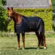 Back on Track Sienna Mesh zweetdeken